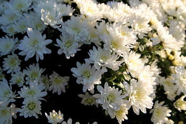 Similar image 21694101