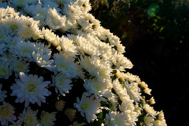 Similar image 21694102