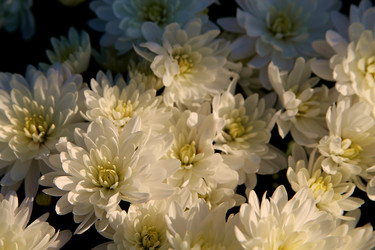 Similar image 21694112