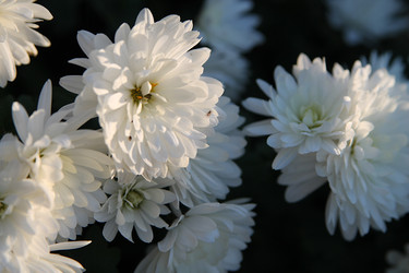 Similar image 21694116