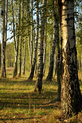 Similar image 21686738