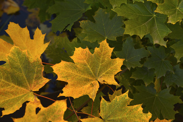 Similar image 21687066