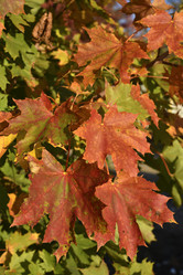 Similar image 21687067