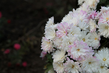 Similar image 21694124