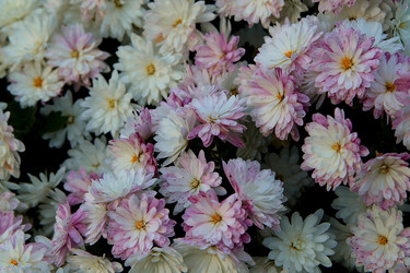 Similar image 21694125