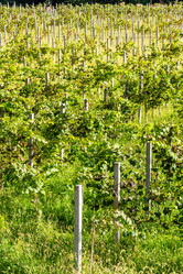 Similar image 21687642