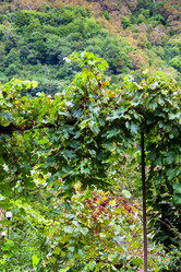 Similar image 21689544