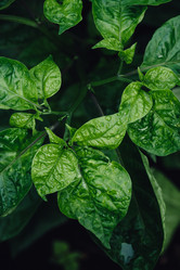 Similar image 21689839