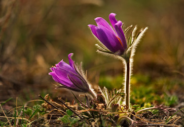 Similar image 21688254