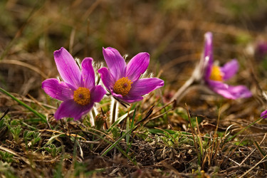 Similar image 21688266