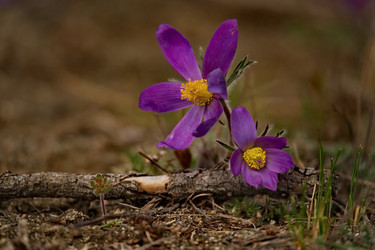 Similar image 21688280