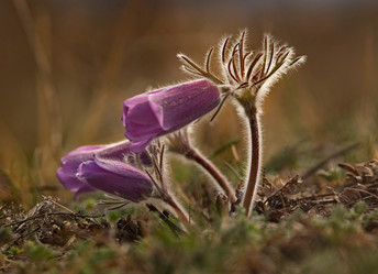 Similar image 21688296