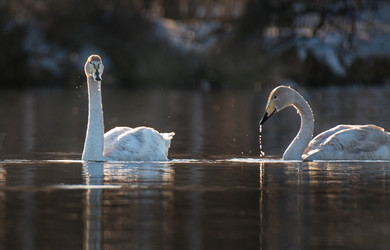 Similar image 21691477