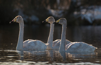 Similar image 21691482