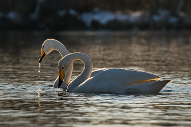 Similar image 21691484