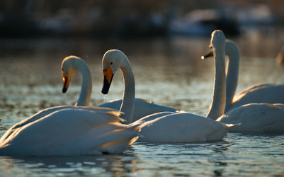 Similar image 21691488