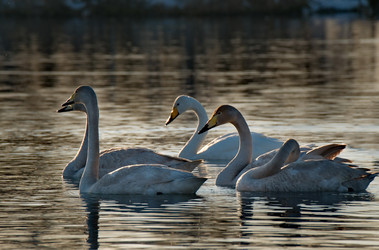 Similar image 21691527