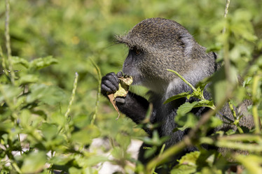 Similar image 21693892