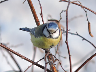 Similar image 21688540