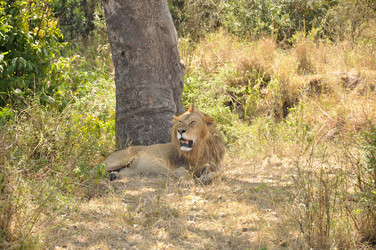 Similar image 21688482