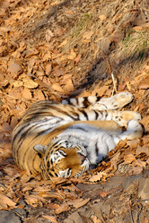 Similar image 21688583