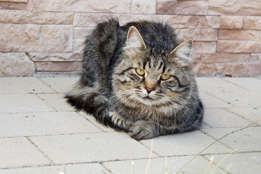 Similar image 21689434