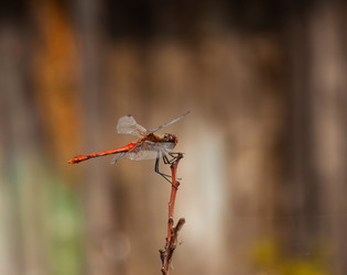 Similar image 21690116