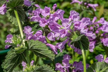 Similar image 21690449