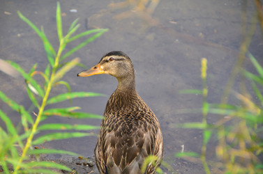 Similar image 21690606