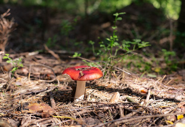 Similar image 21690691