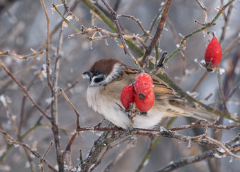 Similar image 21699106