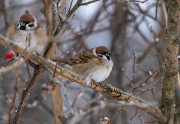 Similar image 21699108