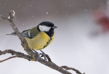 Similar image 21699114