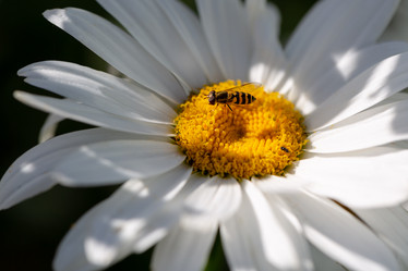 Similar image 21696337