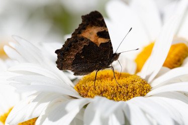 Similar image 21696338