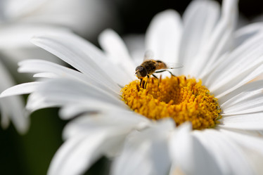 Similar image 21696341