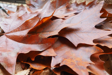 Similar image 21696554