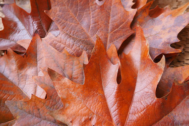 Similar image 21696556