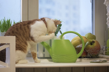 Similar image 21701774