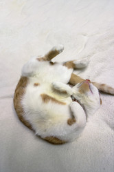 Similar image 21701813