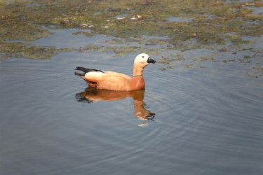 Similar image 21698902