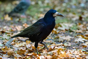 Similar image 21699024