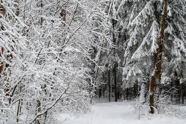 Similar image 21700289