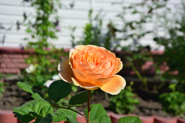 Similar image 21701911