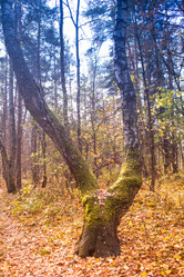 Similar image 21719676