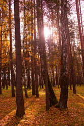 Similar image 21719678