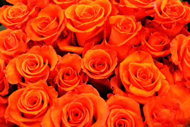 Similar image 21703353