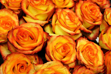 Similar image 21703354