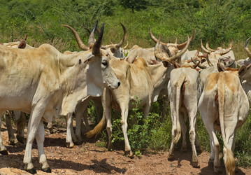 Similar image 21705394