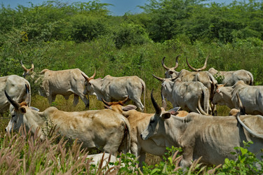 Similar image 21705395